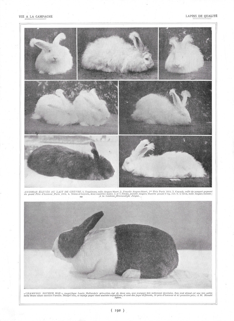 Lapins de qualité - Immagine 1924