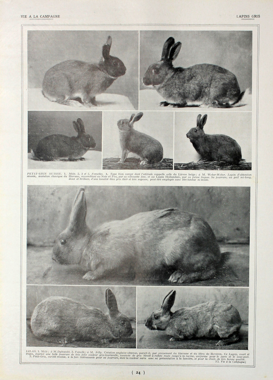 Lapins gris/Lapins argentes et gris. Fronte/retro. Immagine 1927