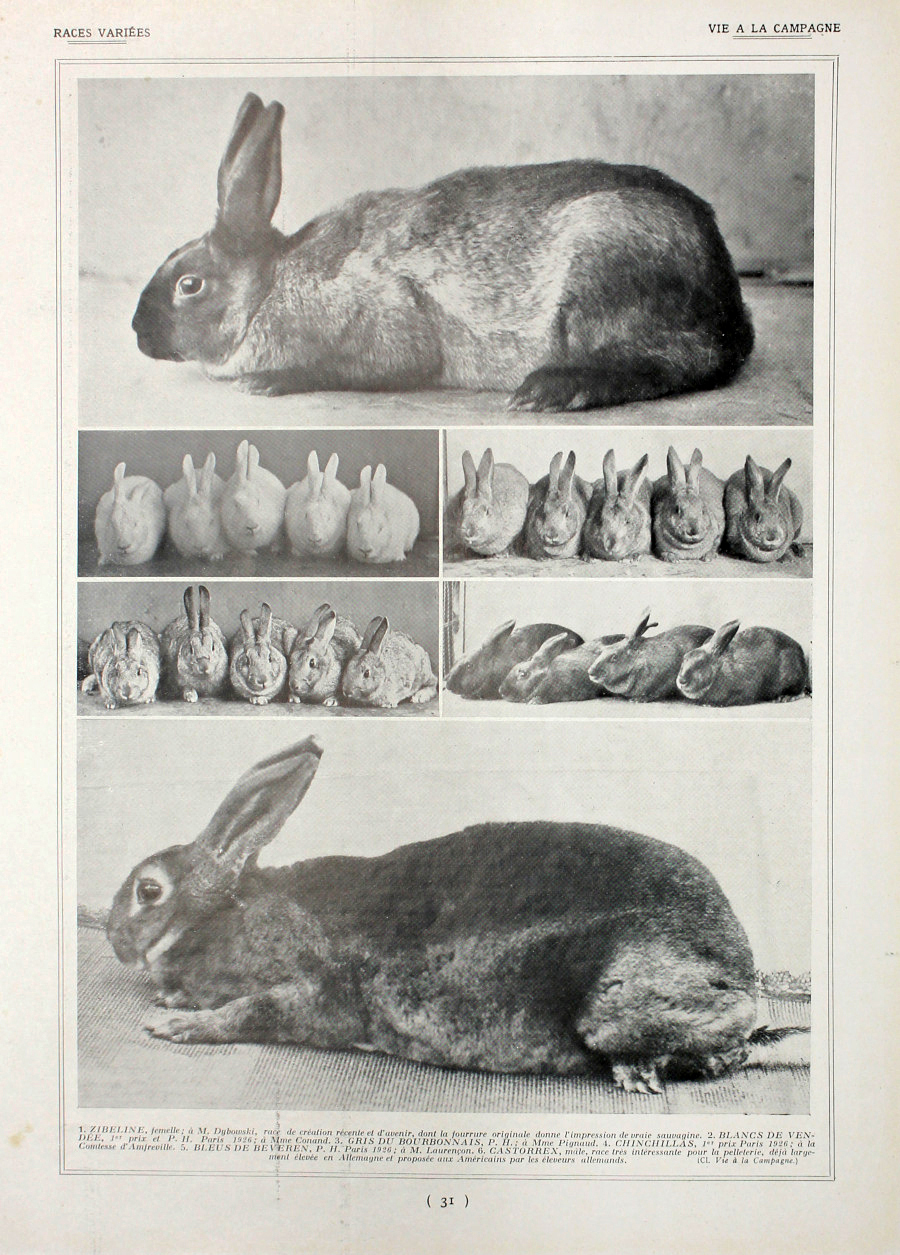 Lapins: races diverses/Races variees. Fronte/retro. Immagine 1927