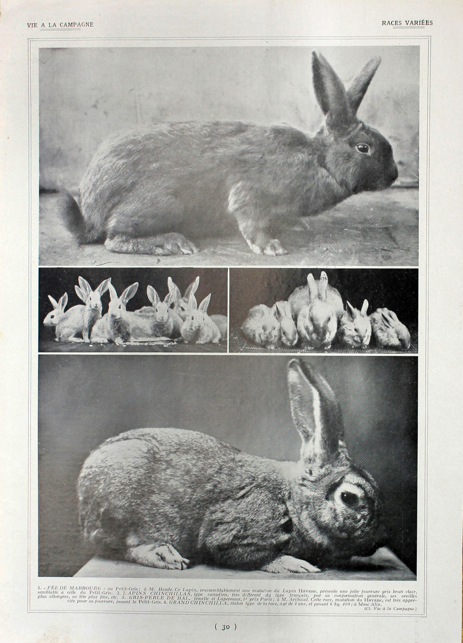 Lapins: races variees/Races diverses. Fronte/retro. Immagine 1927