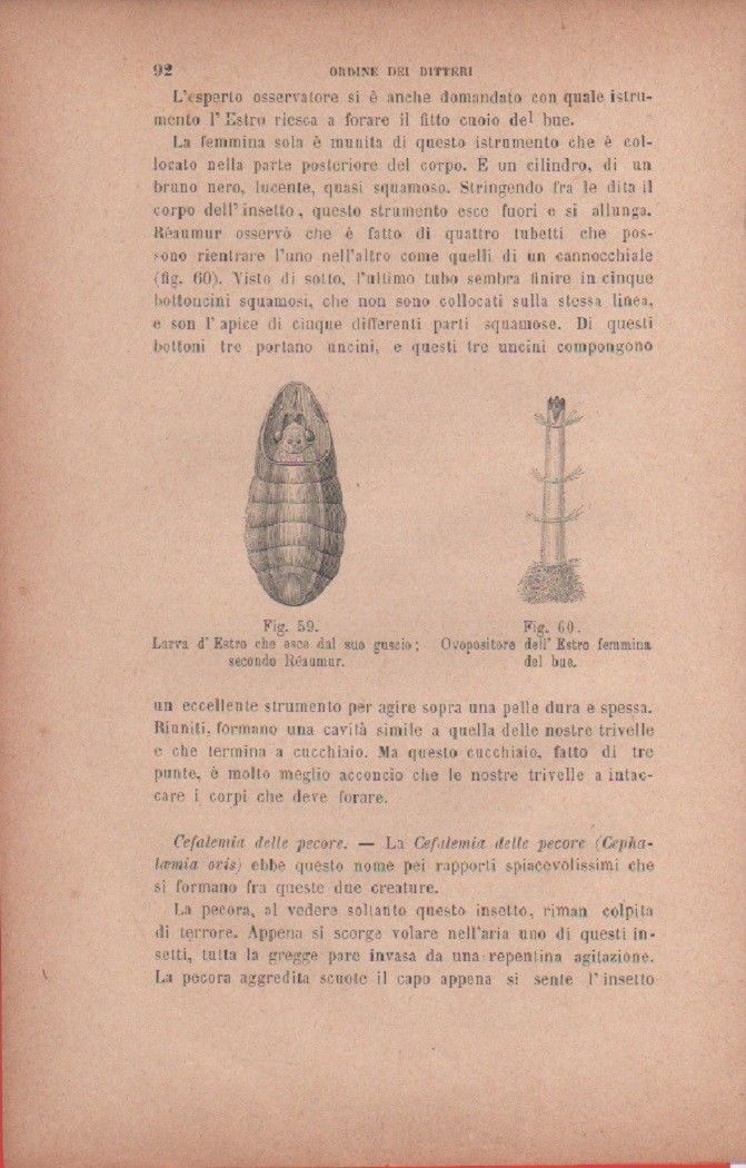 Larva d'Estro che esce dal suo guscio; Ovopositore dell'Estro femmina …