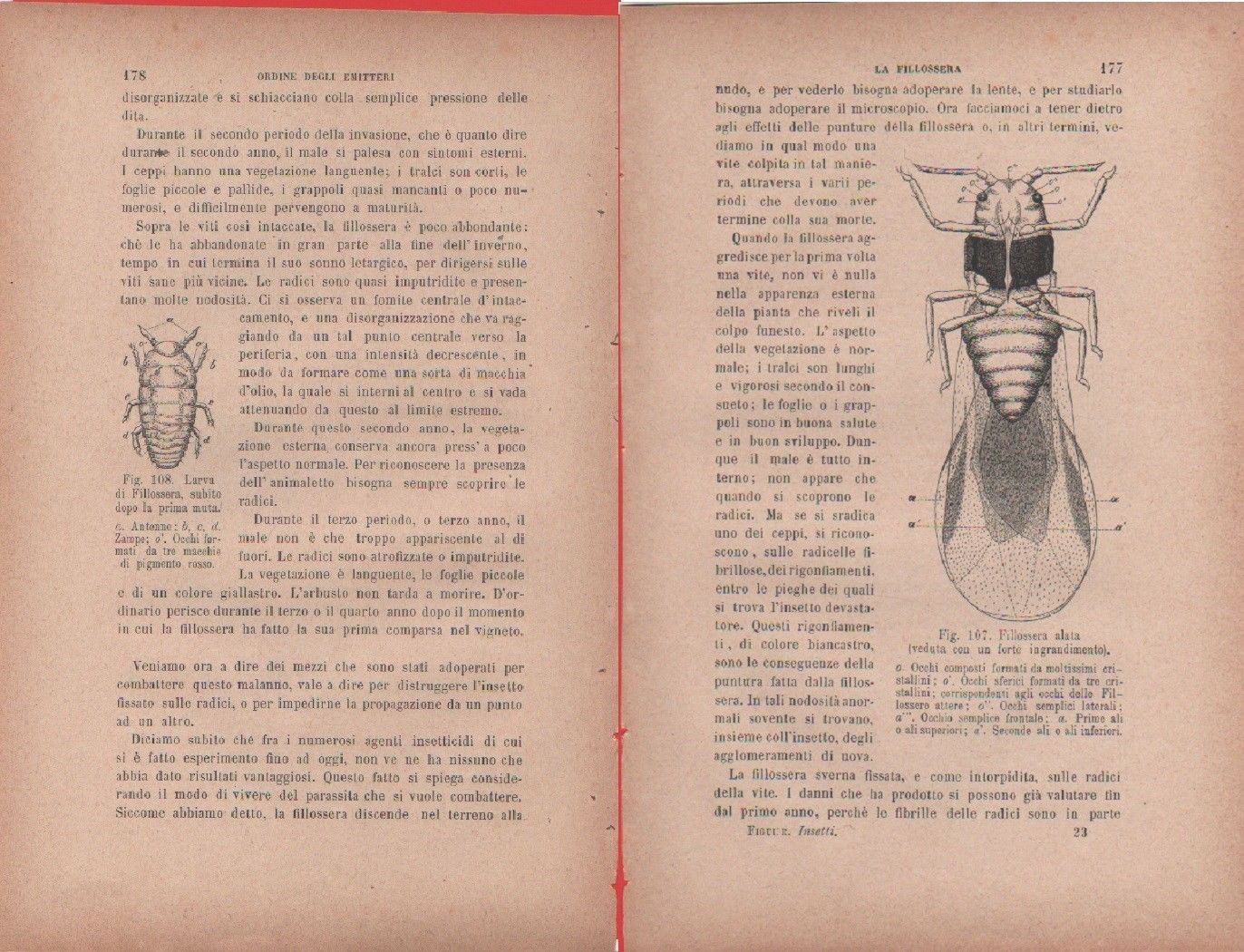 Larva di filossera/Filossera alata. Vecchia stampa