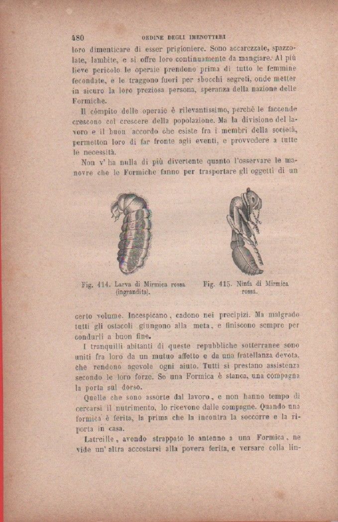 Larva di Mirmica rossa; Ninfa di Mirmica rossa. Vecchia stampa