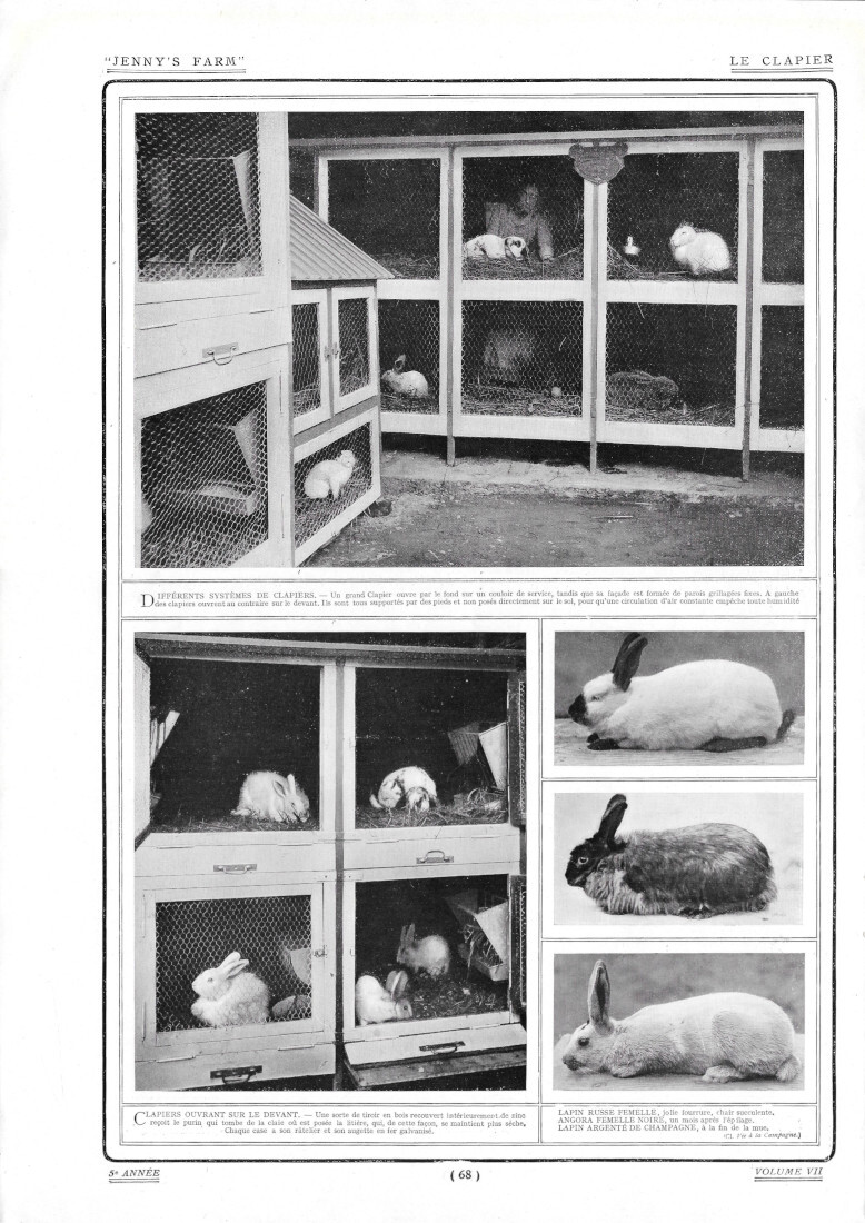 Le Clapier / Lapins a Fourrure - Immagine 1910