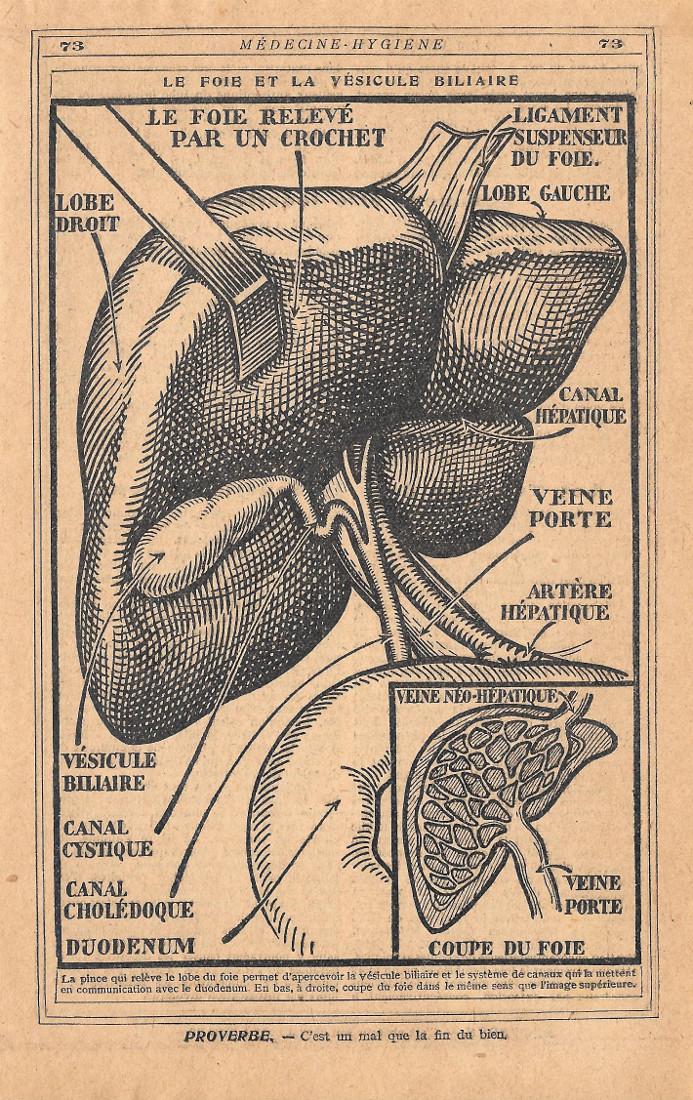 Le foie et la vesicule biliaire. Stampa 1930