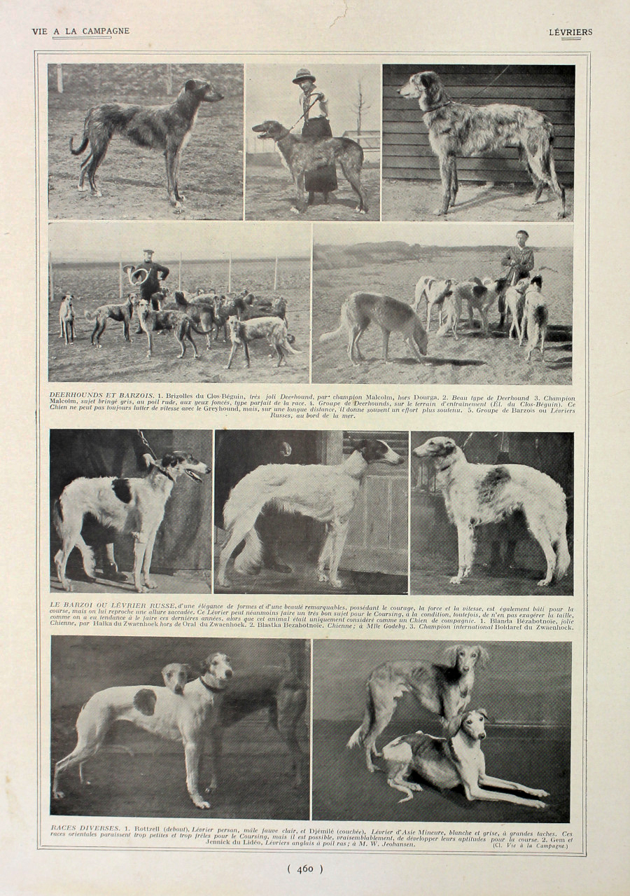 Levriers/Levriers de course. Fronte/retro. Immagine 1927
