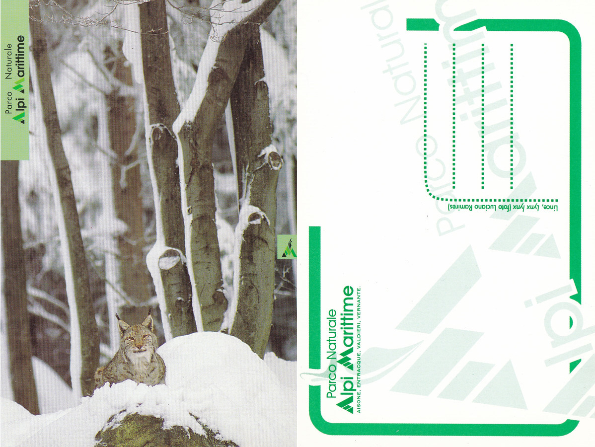 Lince, Lynx lynx. Parco Alpi Marittime. Non viaggiata