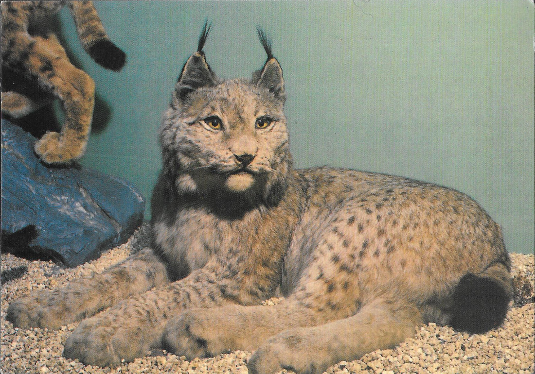 Lince siberiana. Museo di Storia Naturale G.Doria GE. Non viaggiata