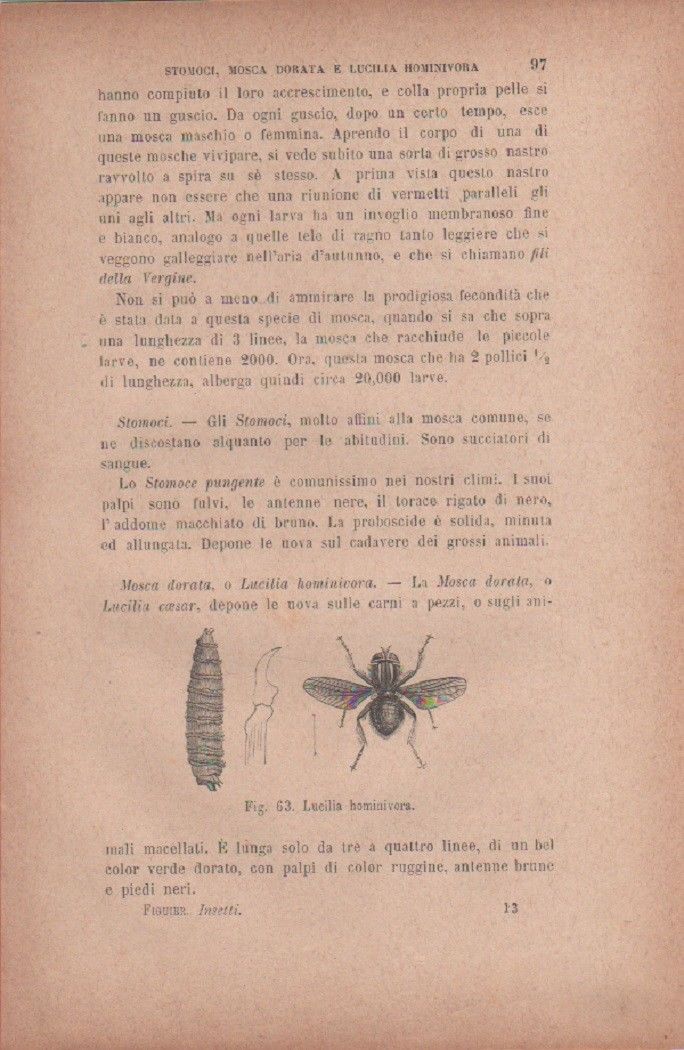 Lucilia hominivora. Vecchia stampa