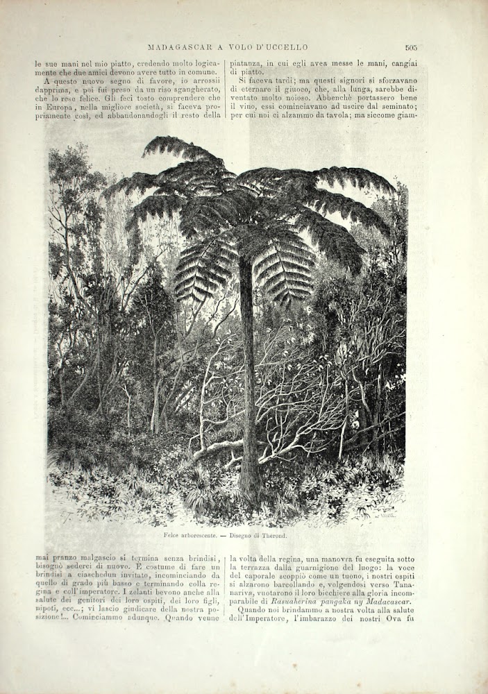 Madagascar: Felce arborescente. Stampa 1864