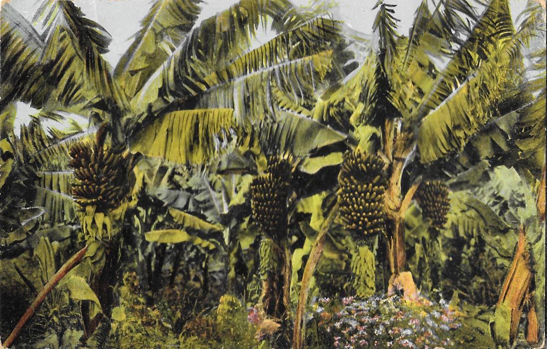 Madeira. Bananeiras. Non viaggiata, originale no copia