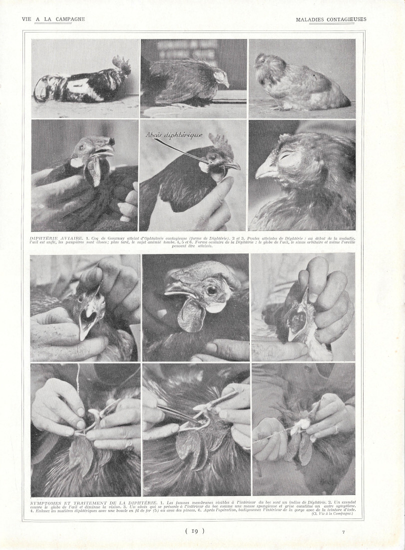 Maladies aviarie contagieuses - Diphtérie aviaire - Immagine 1928