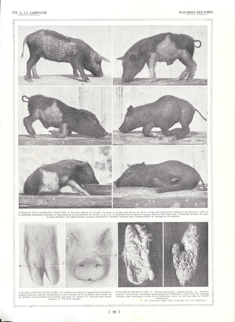 Maladies des porcs / Peste porcine - Immagine 1928