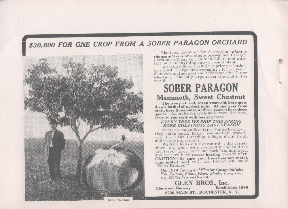 Mammouth Sweet Chestnut. Glen Bros. Inc. Rochester N.Y. Pubblicità 1914
