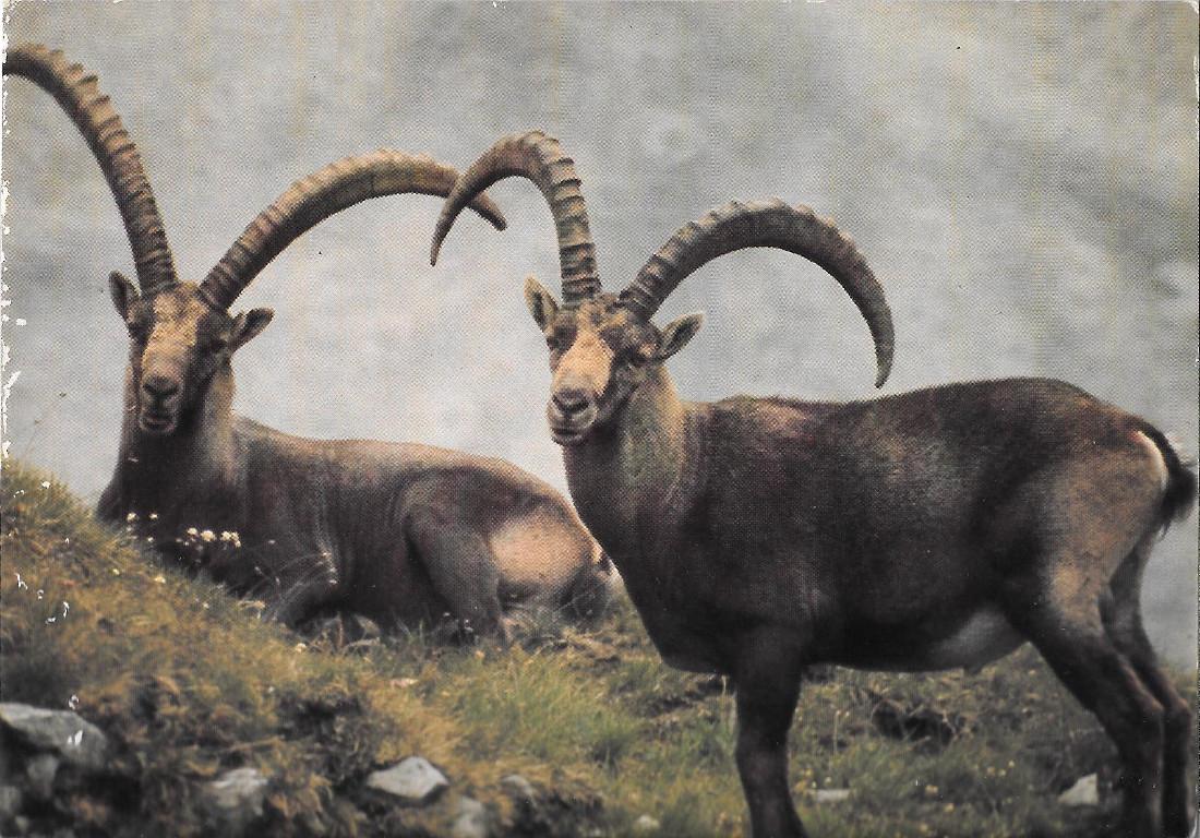 Maschi di Stambecco, Fauna del Parco Nazionale dello Stelvio. Non …