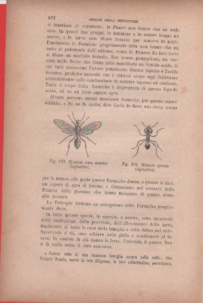 Mirmica rossa maschio; Mirmica operaia. Vecchia stampa