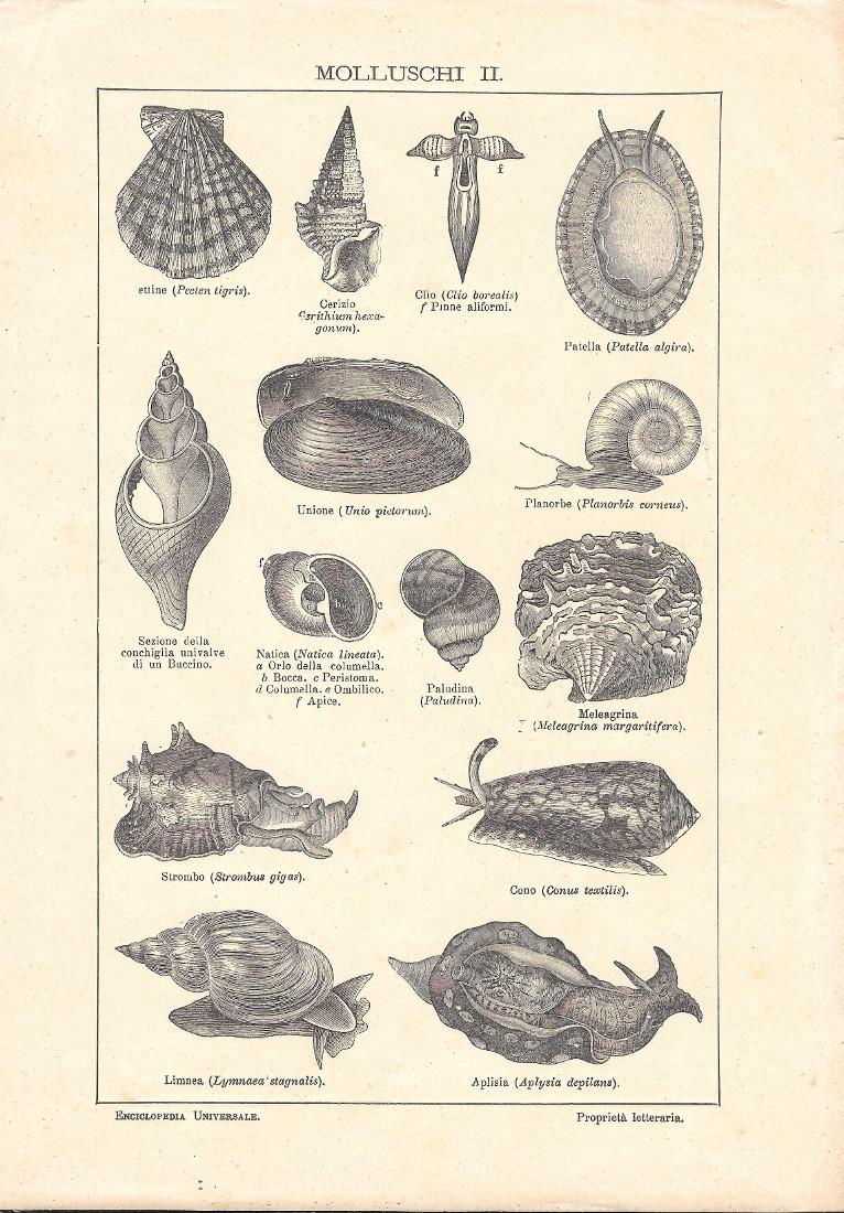 Molluschi II. Lexicon Vallardi 1900 ca.