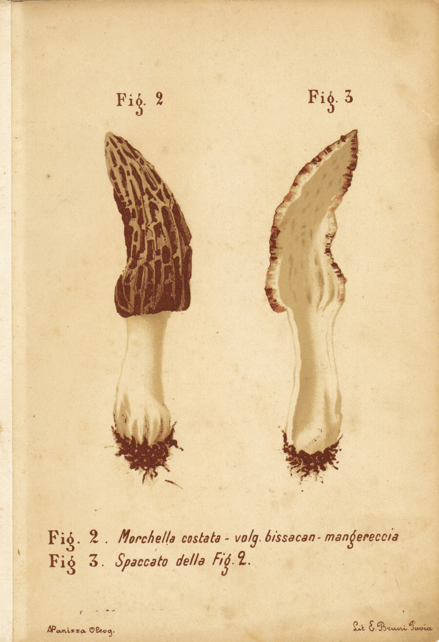 Morchella costata. Mangereccio. Stampa 1887