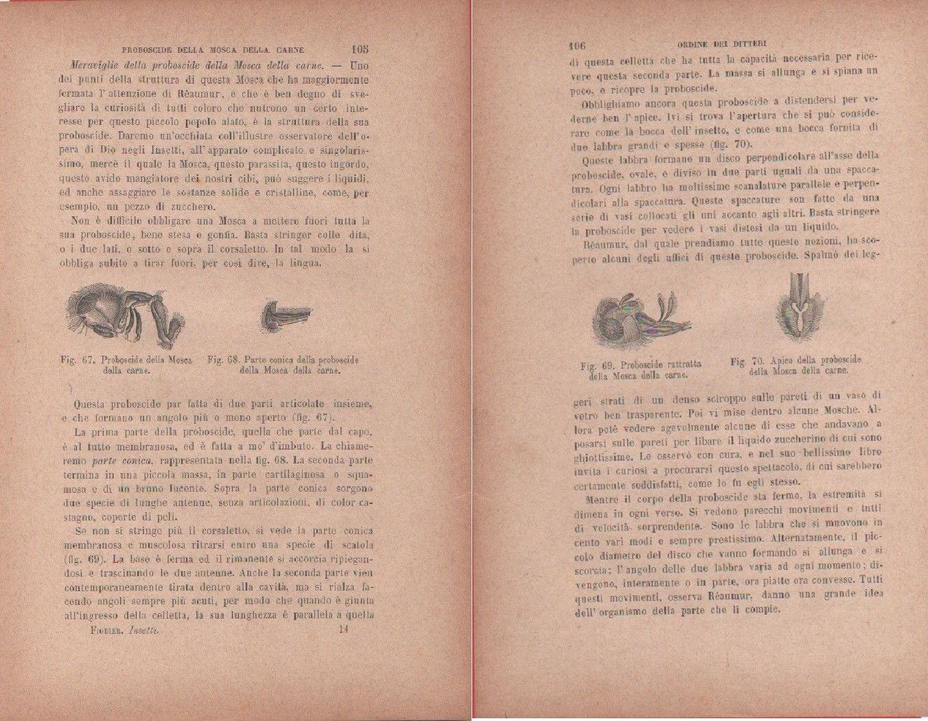 Mosca della carne, proboscide, parte conica / Proboscide. Vecchia stampa