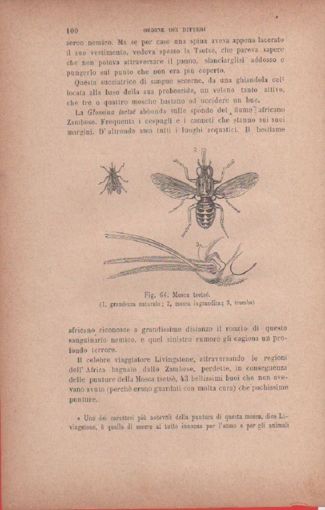 Mosca tsetsé. 1. grandezza naturale; 2. mosca ingrandita..... Vecchia stampa