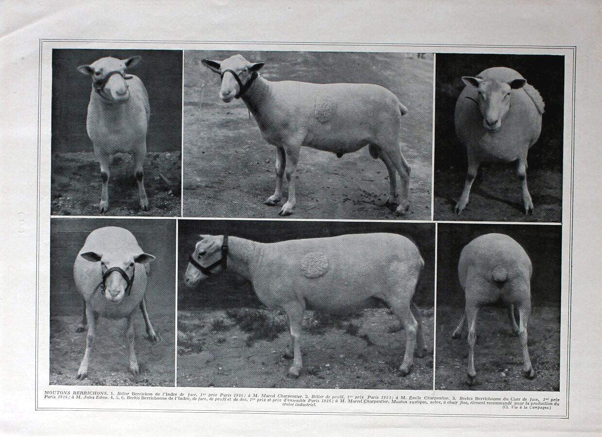 Moutons Berrichons / Races diverses. Immagine 1926