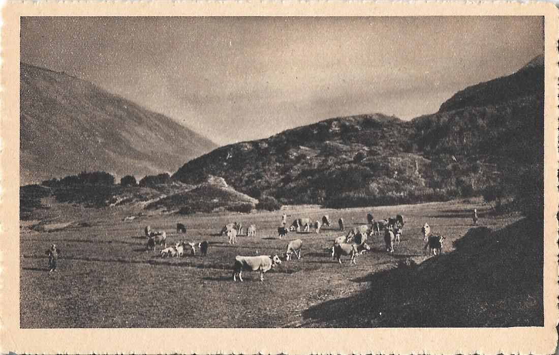 Mucche al pascolo.1939. Non viaggiata