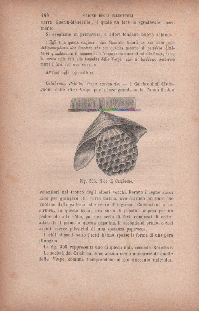 Nido di calabrone. Vecchia stampa