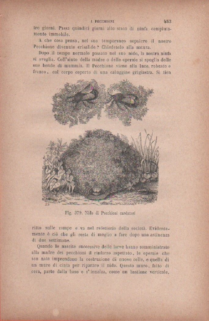 Nido di Pecchioni cardatori. Vecchia stampa