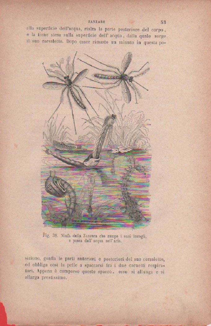 Ninfa della Zanzara che rompe i suoi invogli e passa …