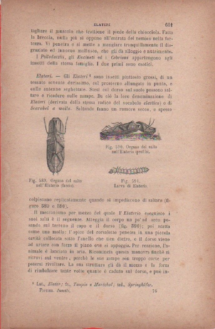 Organo del salto nell'Elaterio, Faccia, profilo; Larva di Elaterio. Vecchia …