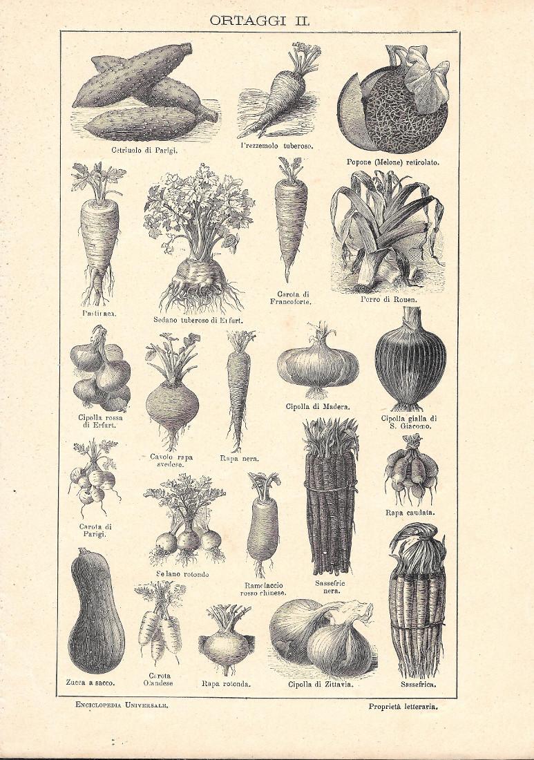 Ortaggi II. Lexicon Vallardi 1900 ca.