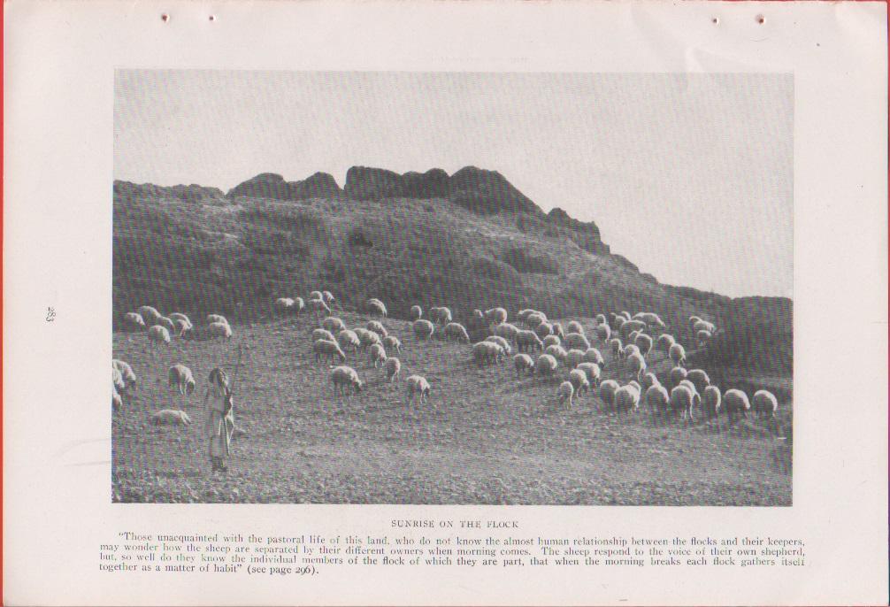 Palestine. Sunrise on the flock. Foto da rivista 1914