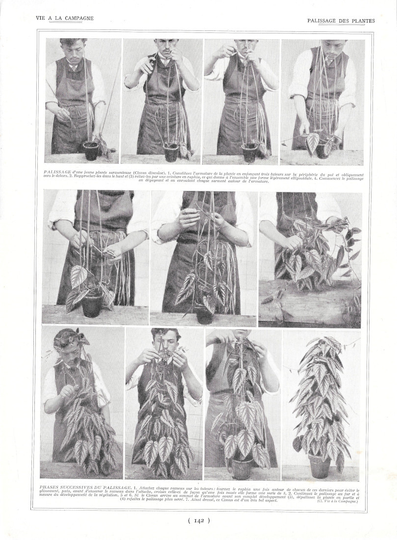 Palissage des plantes / Elevage des reines - Immagine 1928