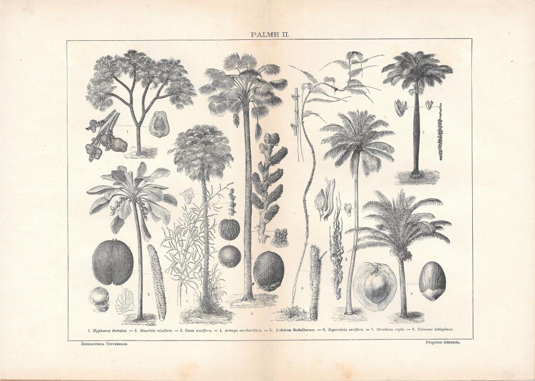 Palme II. Lexicon Vallardi 1900 ca.