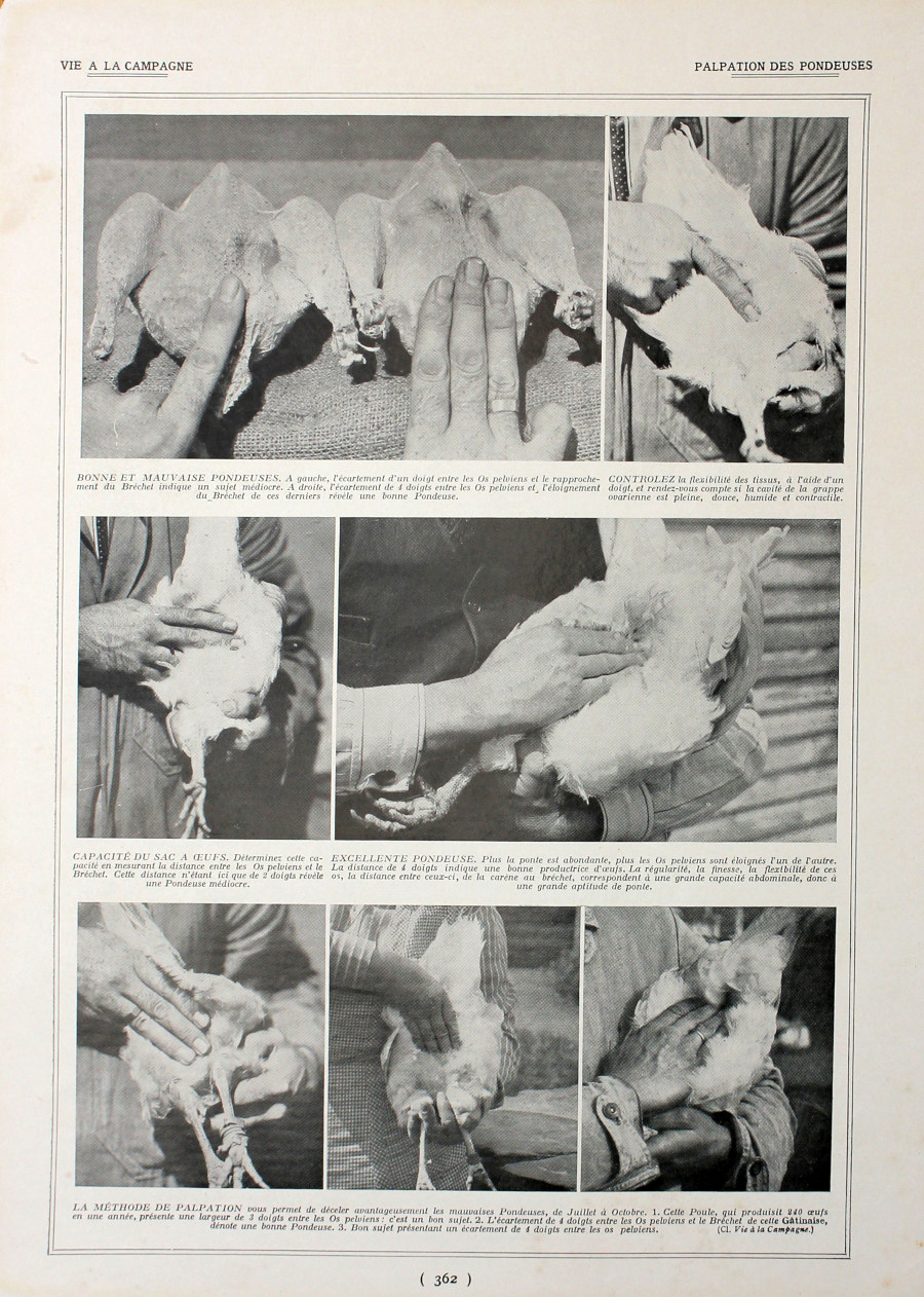 Palpation des pondeuses. Immagine 1927