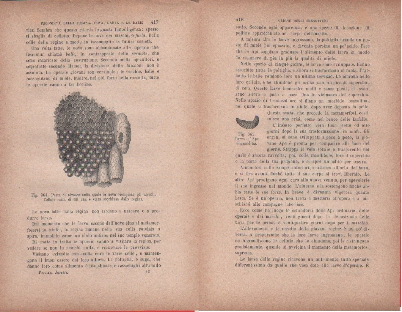 Particolare di alveare../Larva d'ape. Vecchia stampa