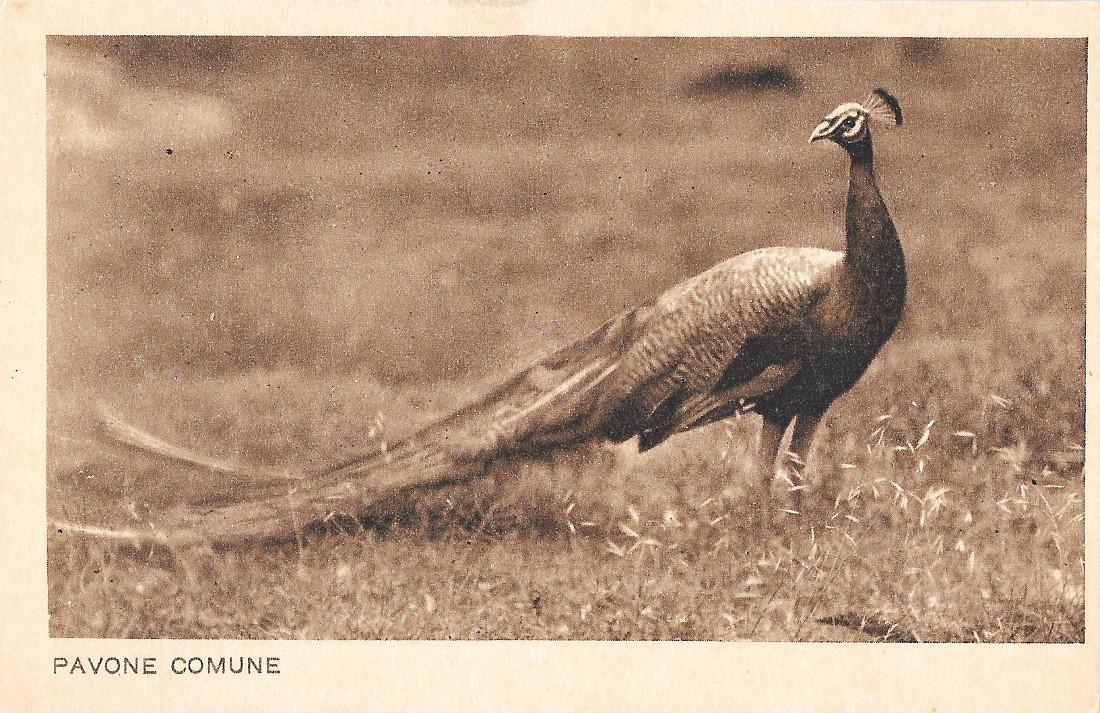 Pavone comune. Giardino Zoologico del Governatorato di Roma. Non viaggiata, …