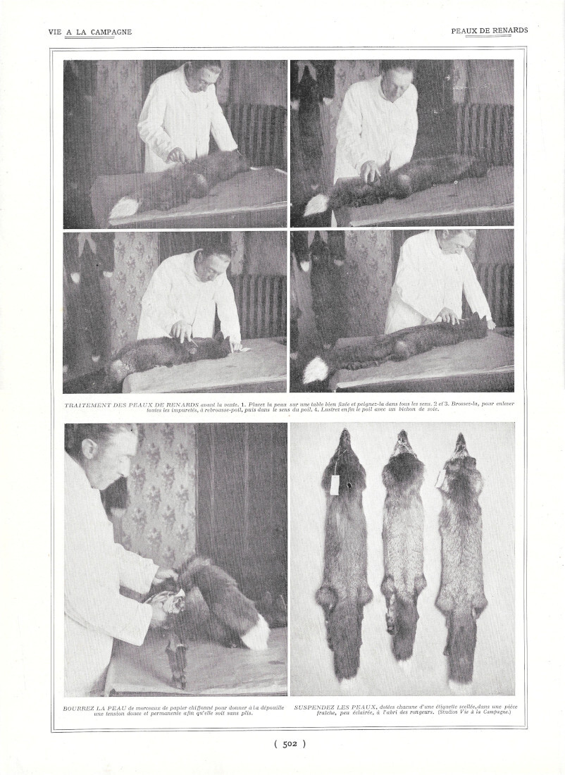 Peaux de renards / Elevage de pigeons - Immagine 1924