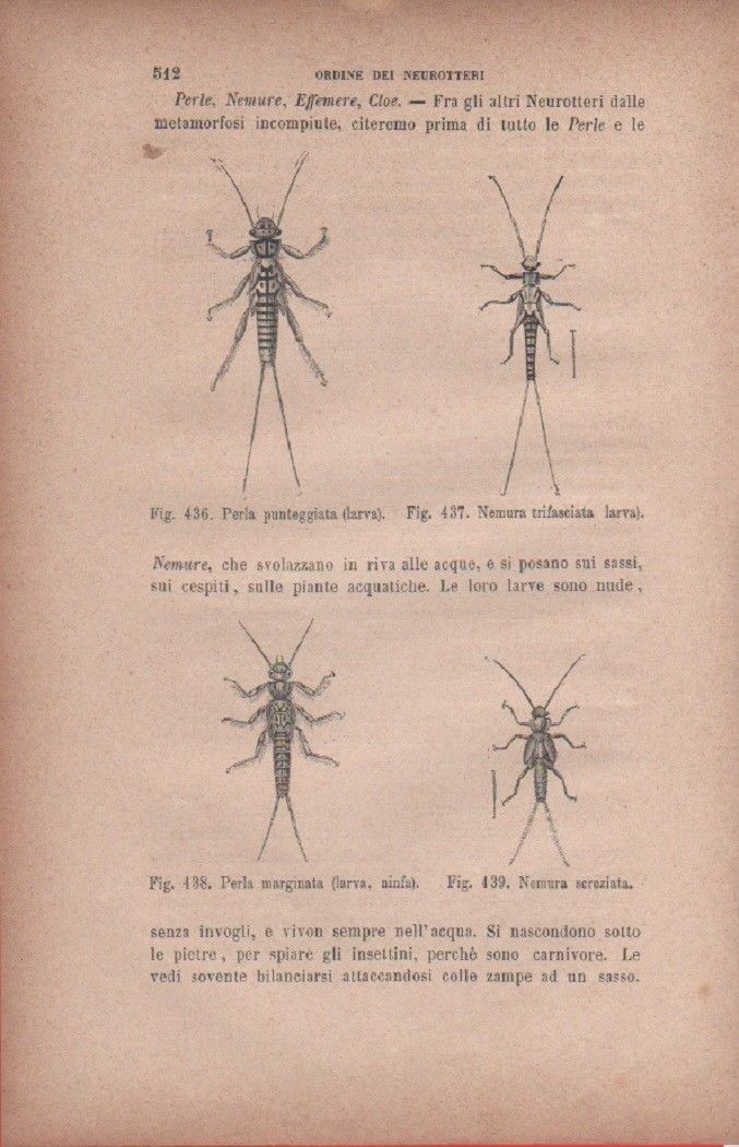 Perla punteggiata; Nemura trifasciata; Nemura screziata. Vecchia stampa