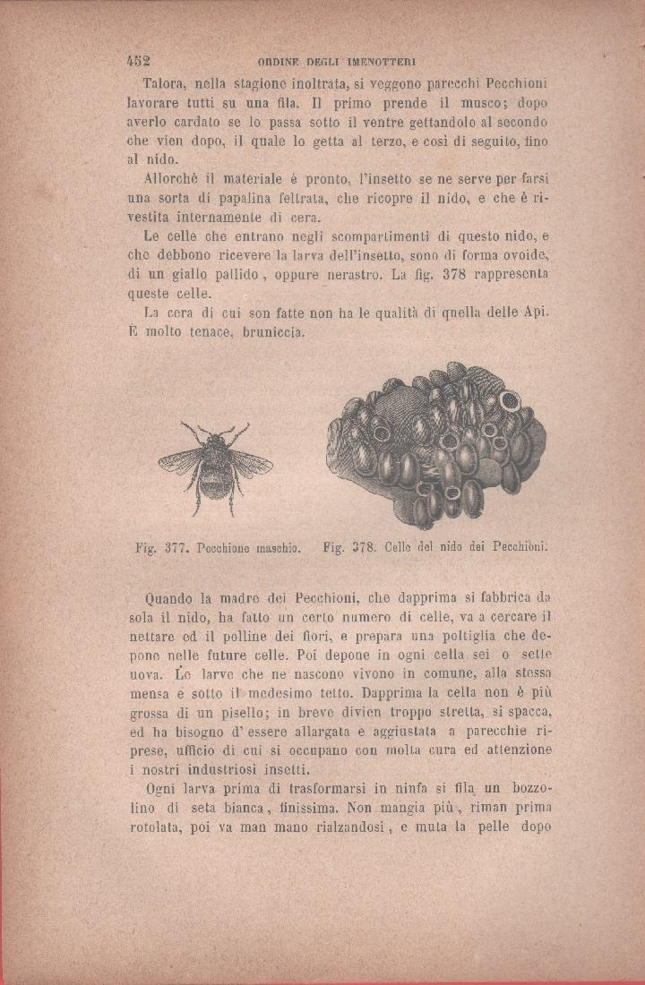 Petecchione maschio; Celle del nido dei Petecchioni. Vecchia stampa