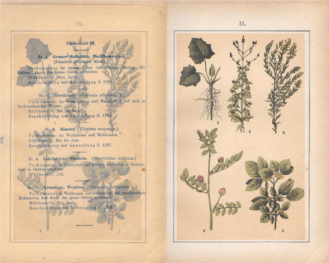 PflanzentafeI IX. Piante officinali. Stampa 1903