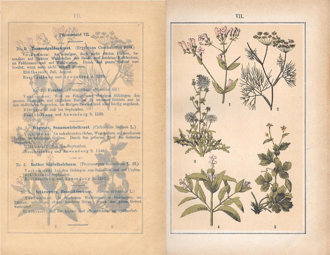 PflanzentafeI VII. Piante officinali. Stampa 1903