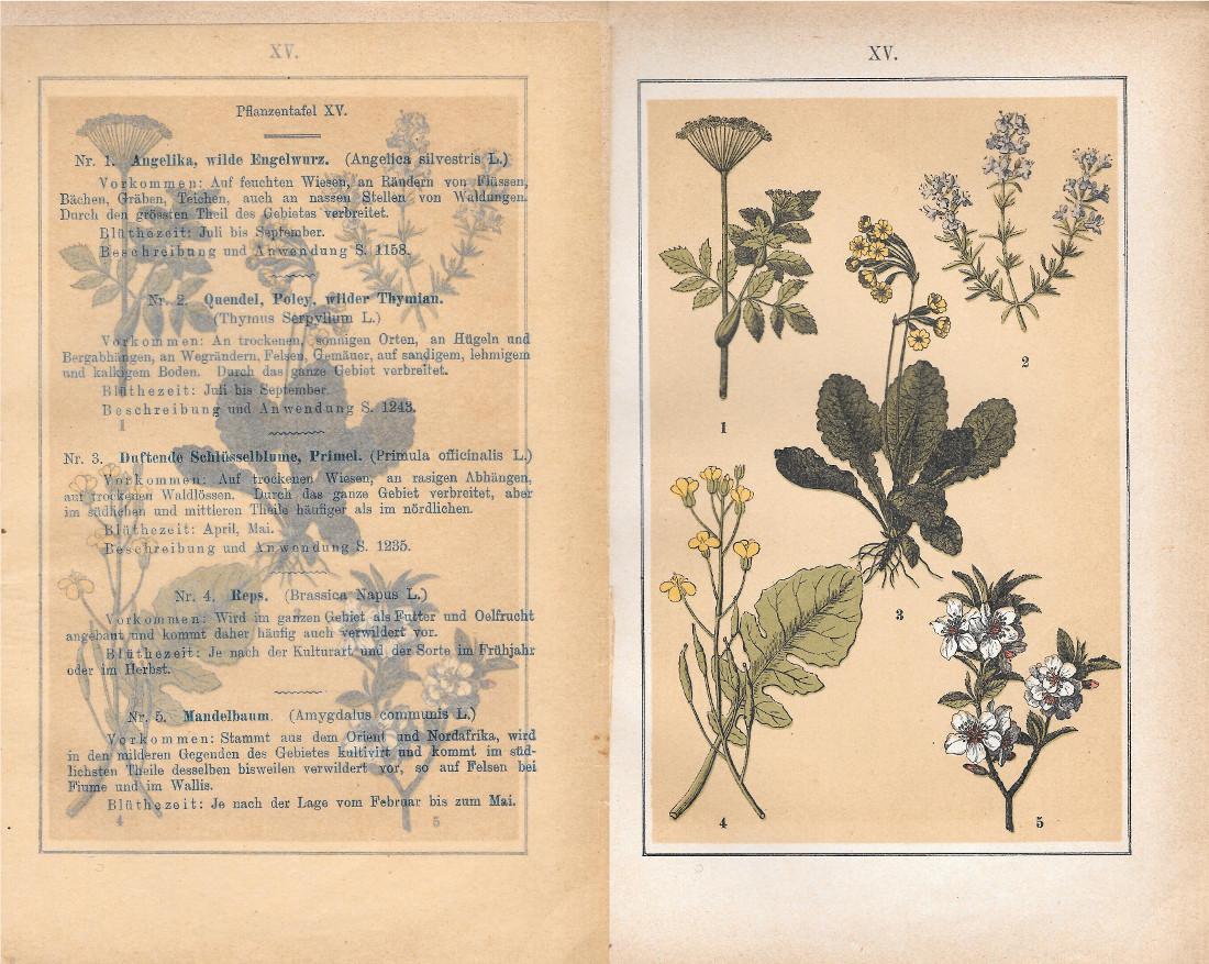 PflanzentafeI XV. Piante officinali. Stampa 1903