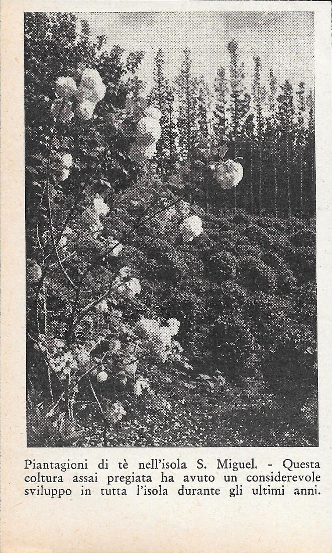 Piantagioni di tè nell'Isola di S. Miguel (Azzorre). Stampa 1934