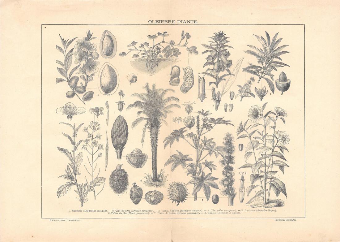 Piante oleifere. Lexicon Vallardi 1900 ca.