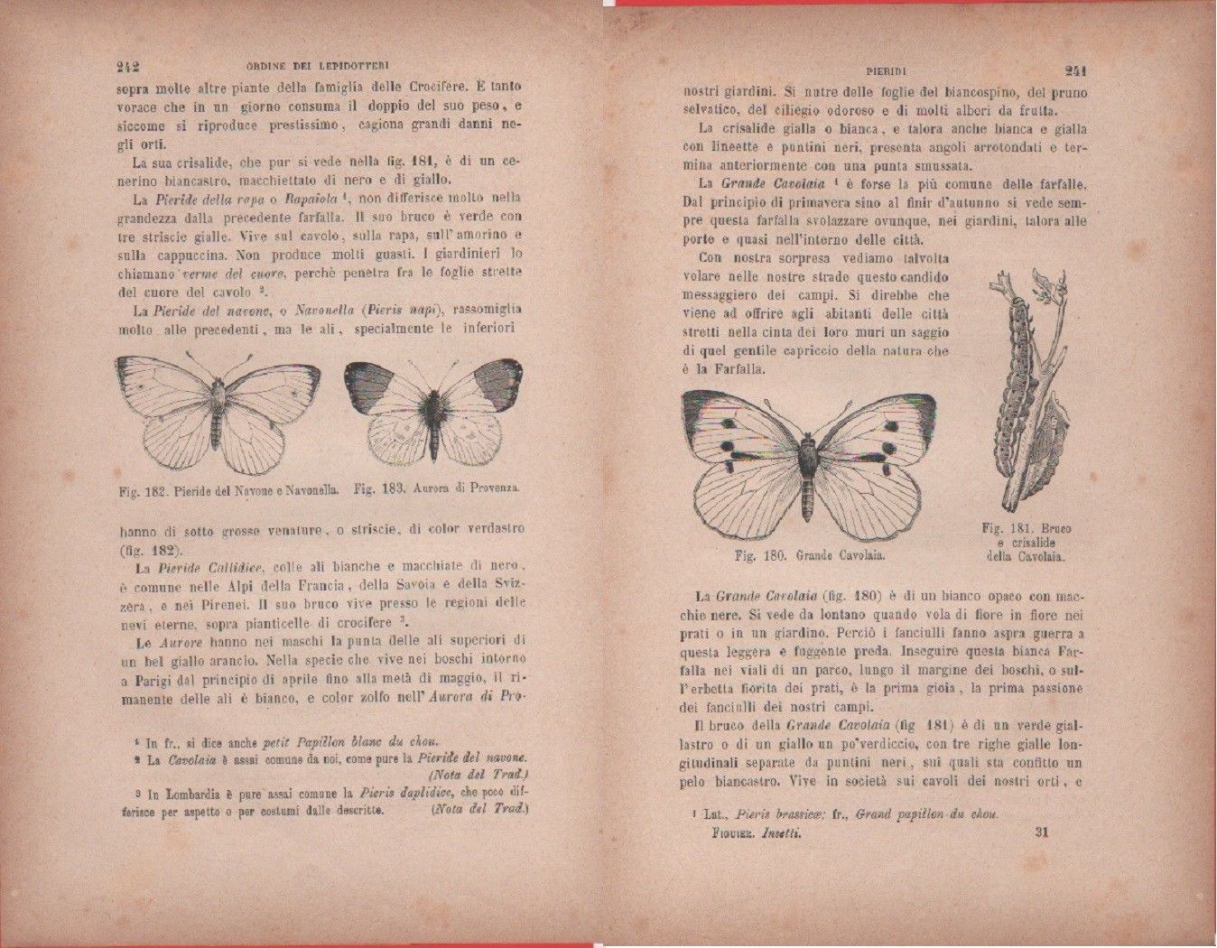 Pieride del Navone, Aurora di Provenza/Grande Cavolia, bruco e crisalide