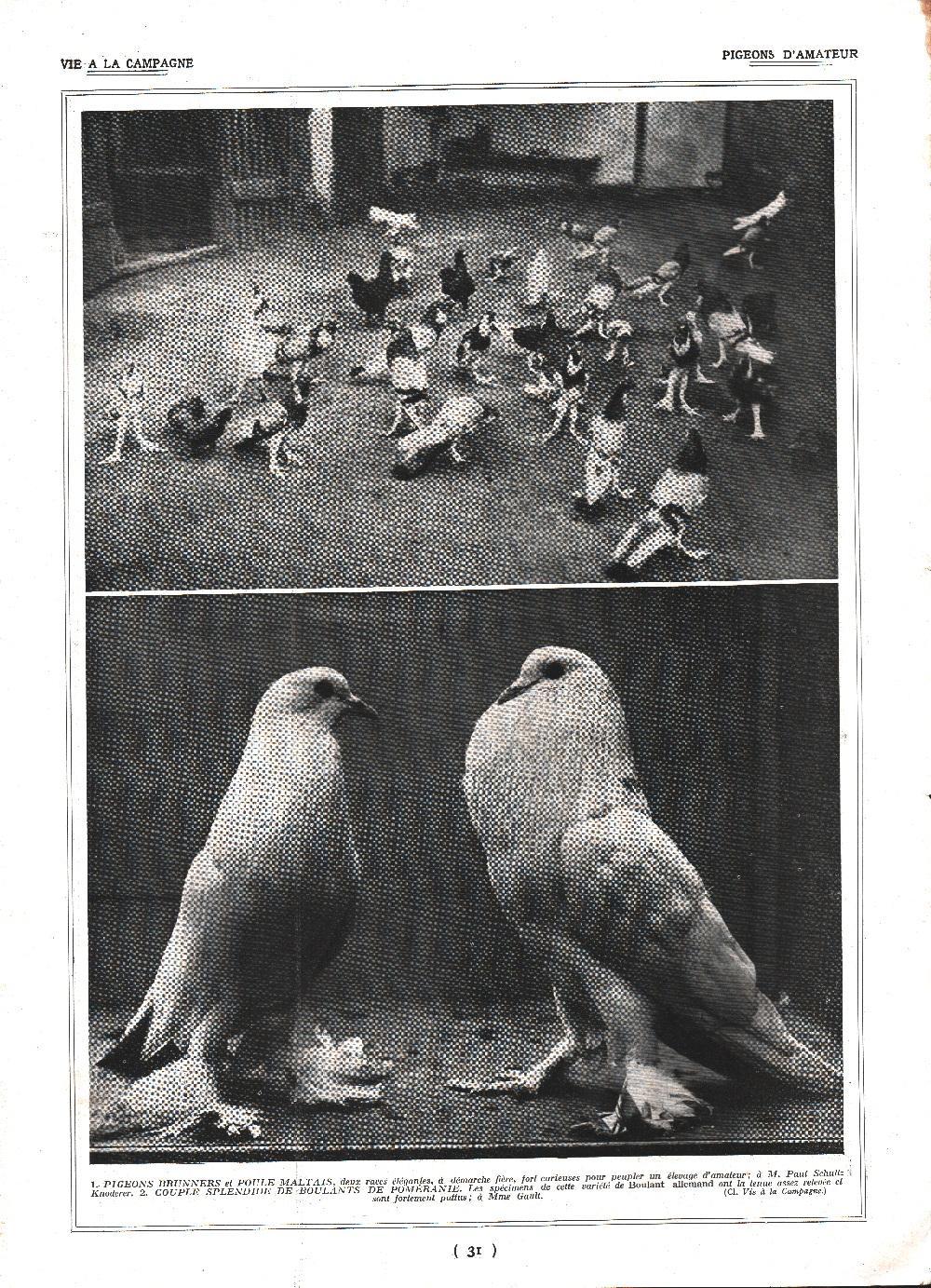 Pigeon d'amateurs / Pigeons Capucins. Stampa 1926