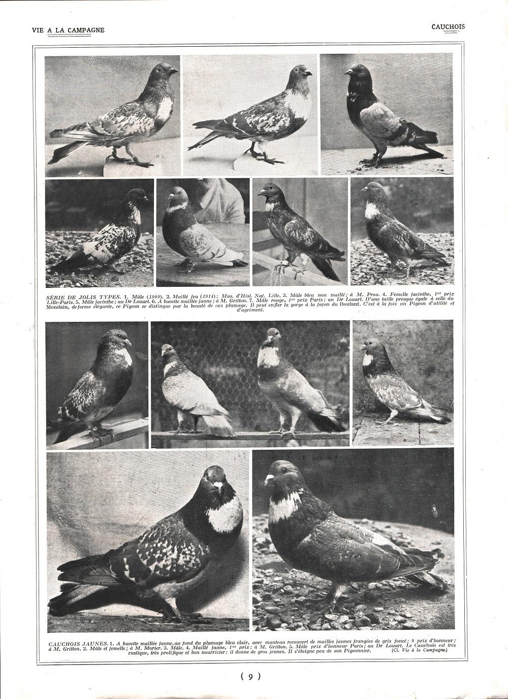 Pigeons Cauchois/ Pigeons Maltais et Lynx. Stampa 1926