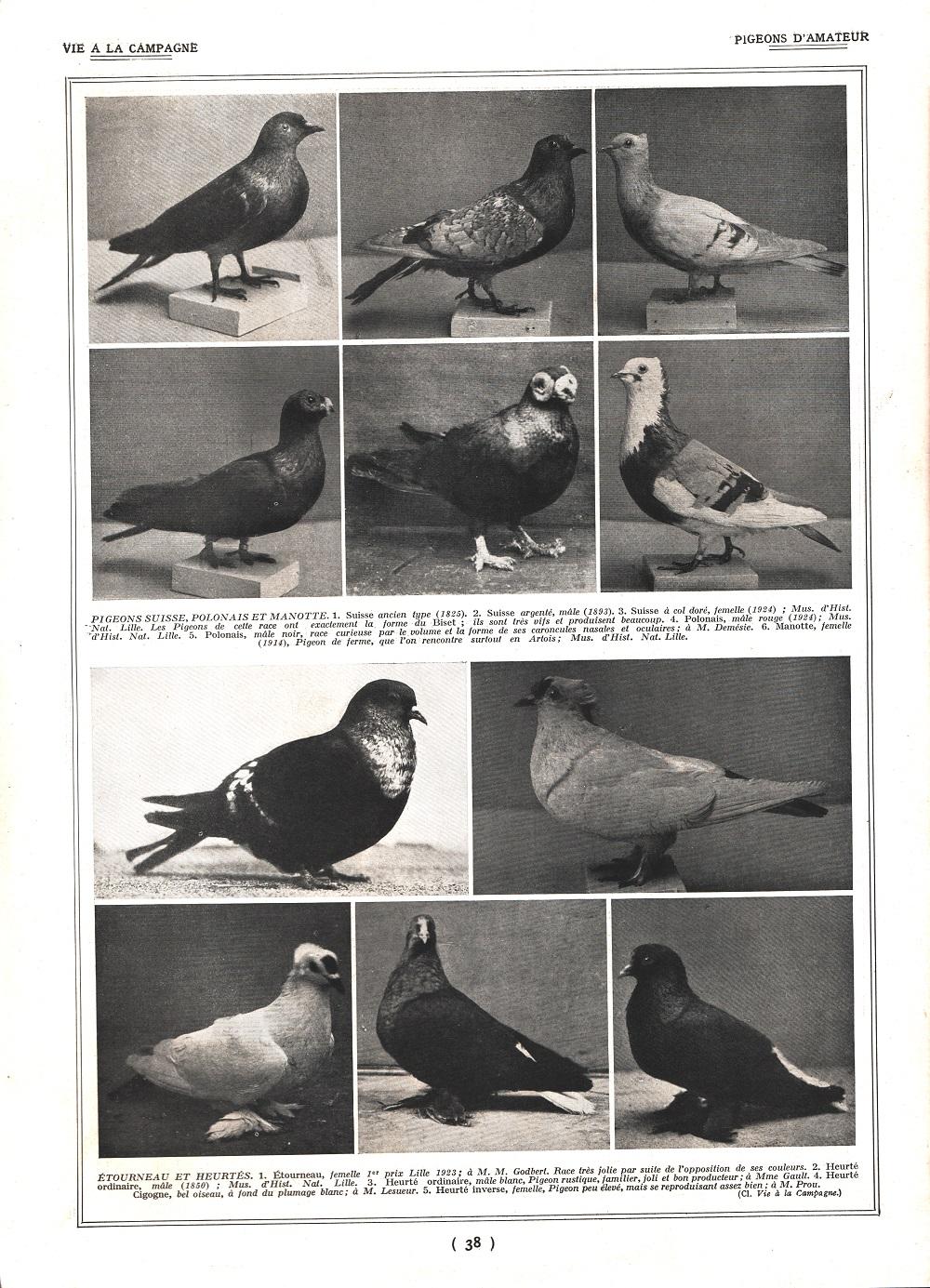 Pigeons Montaubans / Piegons d'Amateur. Stampa 1926