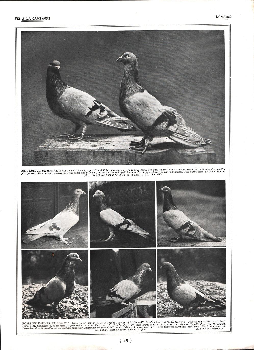 Pigeons Romains / Pigeons Cravatés et Boulands. Stampa 1926